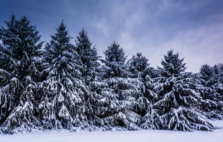 Romantic Getaway in Maryland, beautiful pine trees covered in snow at Deep Creek Lake